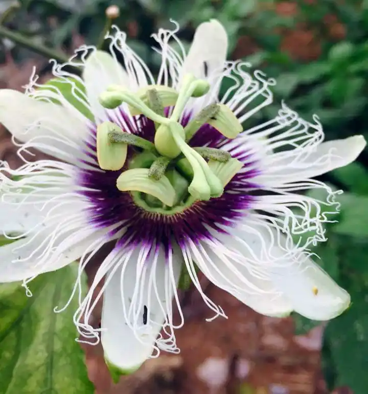 Intricate white and purple passionflower with its fringed corona and central stamens