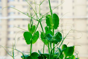 Pea Seeds