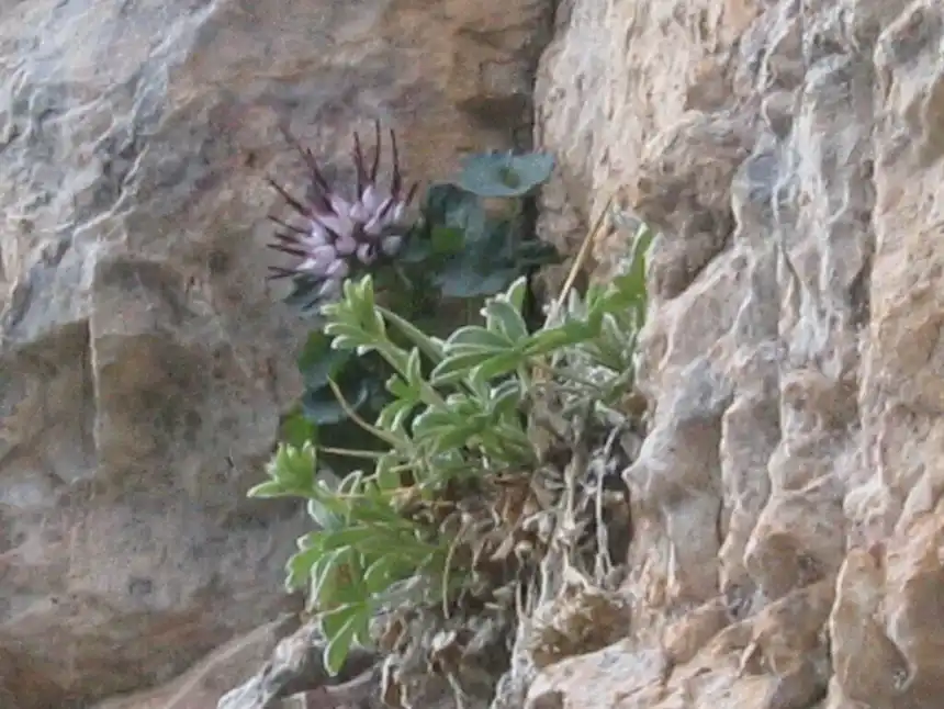 A tufted alpine plant with claw-tipped mauve flowers wedged in a limestone cliff crevice