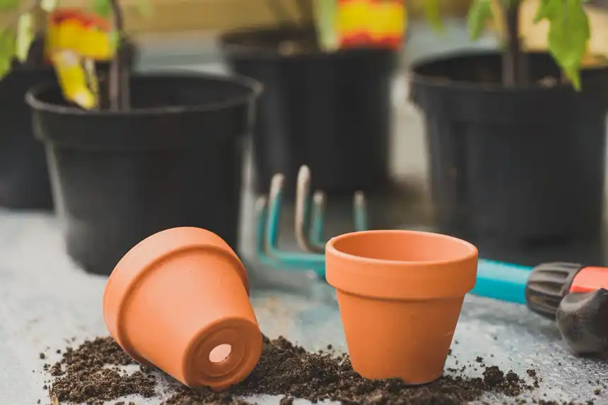 Terracotta and black plastic plant pots with young tomato seedlings