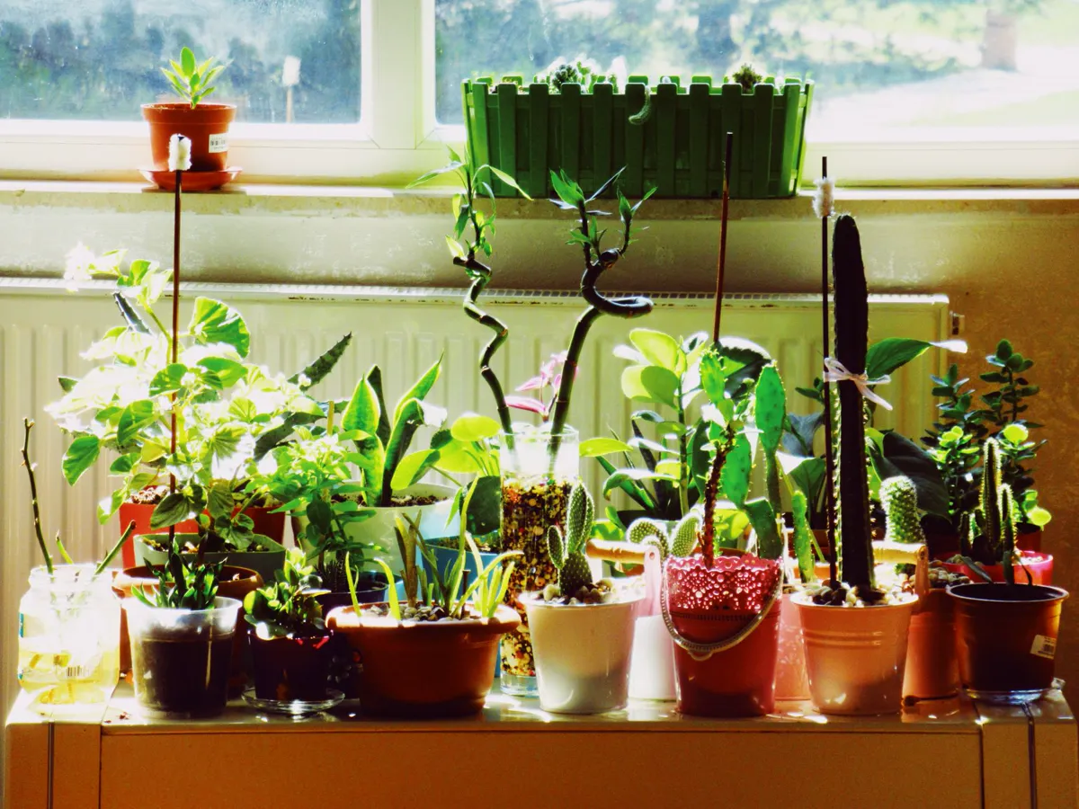 Windowsill crowded with leafy houseplants in a softly lit room