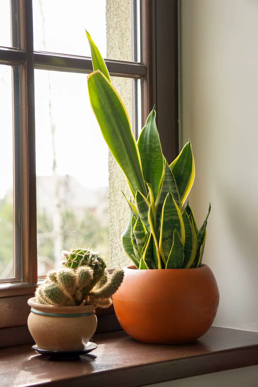 Snake plant and a small cactus standing on a bright windowsill