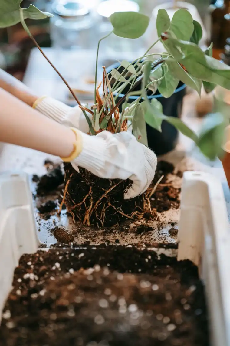 Gloved hands loosening a rootball over trays of fresh compost