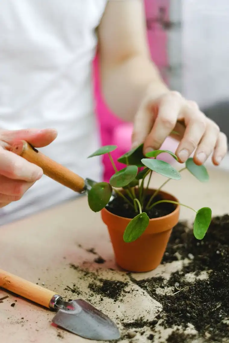 Narrow trowel adding fresh mix while repotting a small houseplant