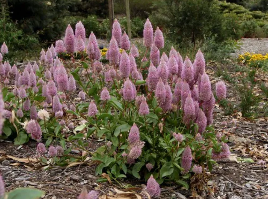 Mulla mulla seeds — bed of mulla mulla with conical fluffy pink flower spikes above green leaves and bark mulch