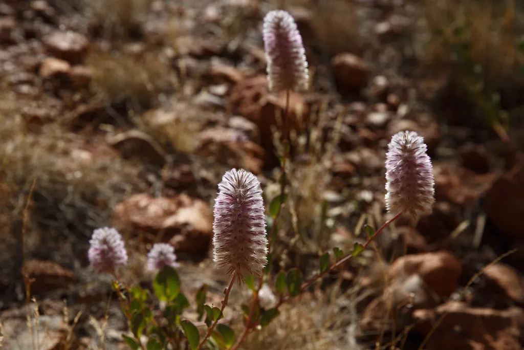 Ptilotus Mulla Mulla — Mulla Mulla