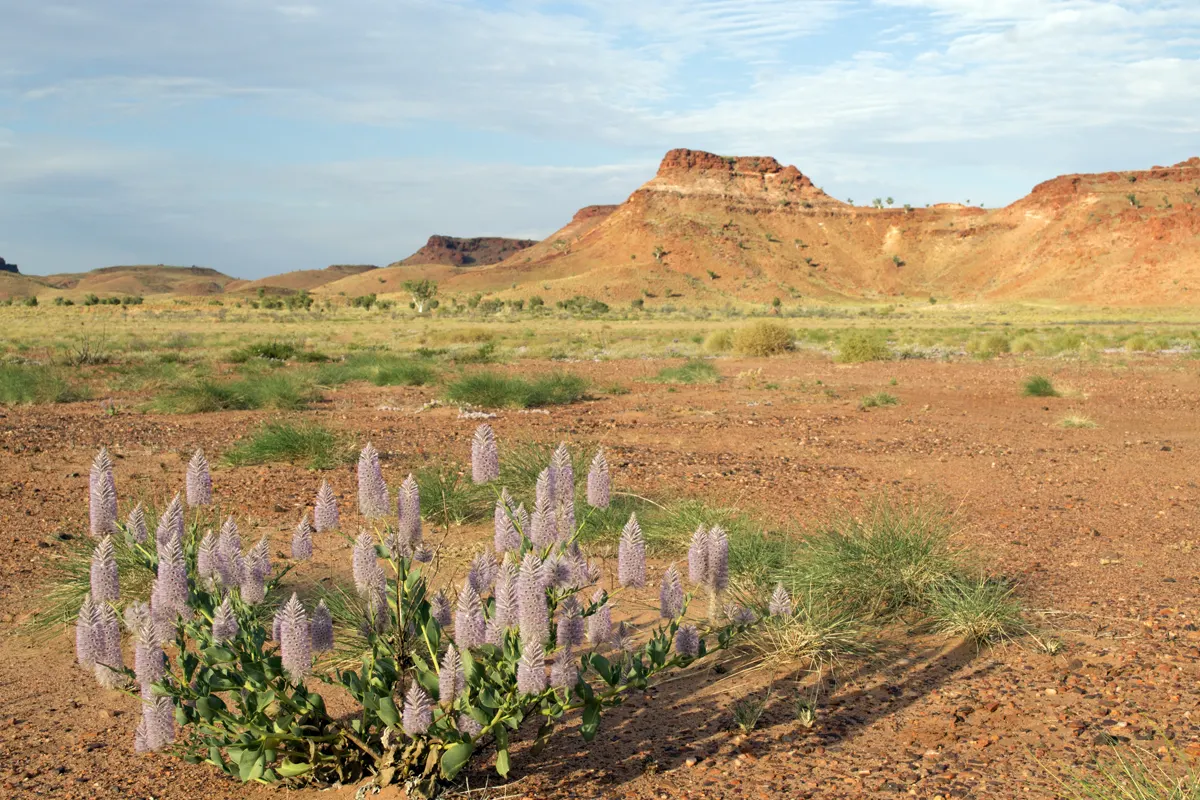 pink mulla mulla flowering in red outback soil with an eroded mesa behind under an Australian sky