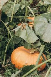 Pumpkin Seeds