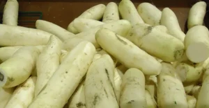 Best Radish Seeds: 12 Varieties and How to Sow Them