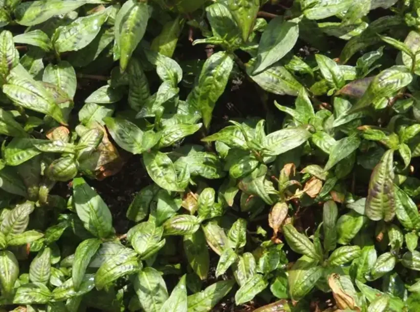 Rau ram seeds — dense mat of Vietnamese coriander with pointed green leaves marked by dark chevrons