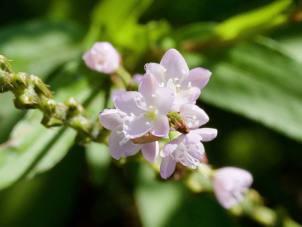Pale pink flowers of rau ram opening on a slender stem