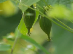 Best Ridge Gourd Seeds