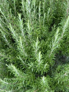 Best Rosemary Seeds: Top Varieties and Growing Guide