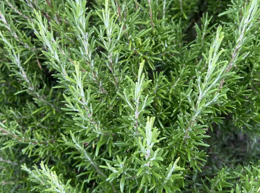 Best rosemary seeds — dense rosemary bush of needle-like dark green foliage with fresh pale shoot tips