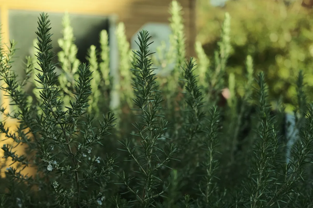 Detailed close up of lush green rosemary plants in a sunny garden.