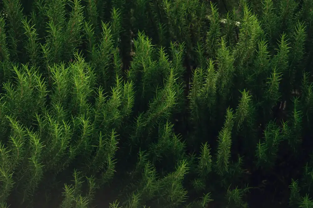 Dense growth of rosemary plants showing needle-like green leaves.