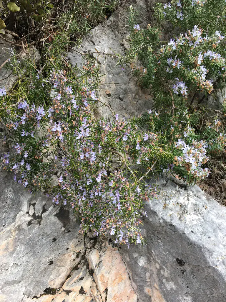 flowering rosemary spilling over bare limestone rock