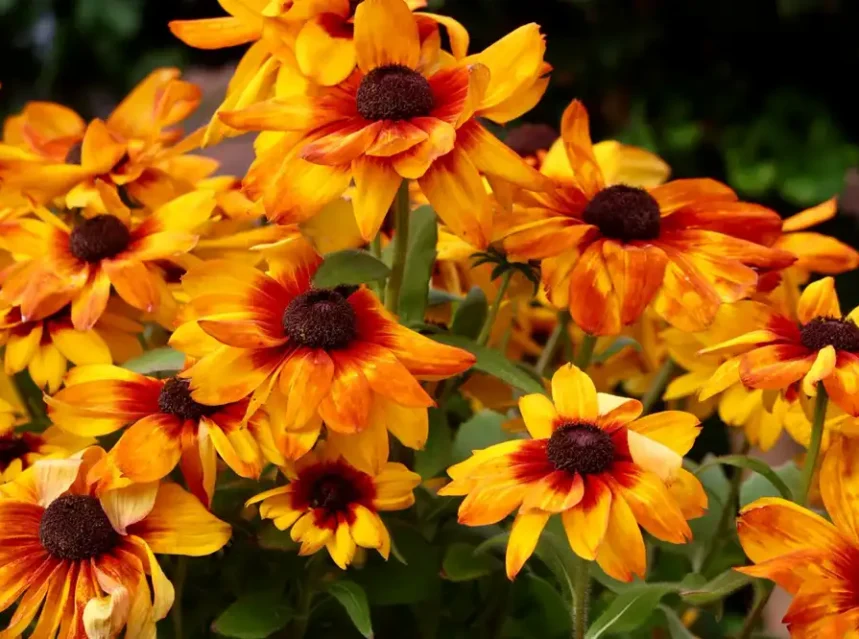 Rudbeckia seeds — rudbeckia flowers with orange-and-yellow bicolour petals around dark brown cone centres