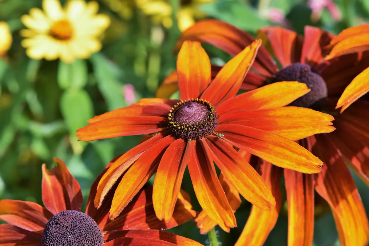 Close up of a vibrant orange Rudbeckia flower blooming in a garden.