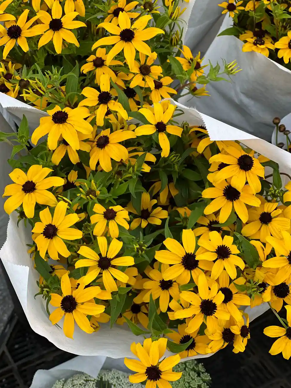 Bright yellow Rudbeckia flowers in bouquets, showcasing vivid summer colors.