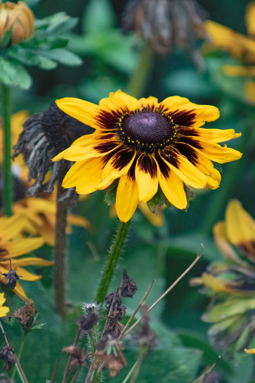 Close up of a vibrant yellow Rudbeckia flower in full bloom, showcasing rich colors and de