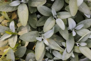 Sage Seeds
