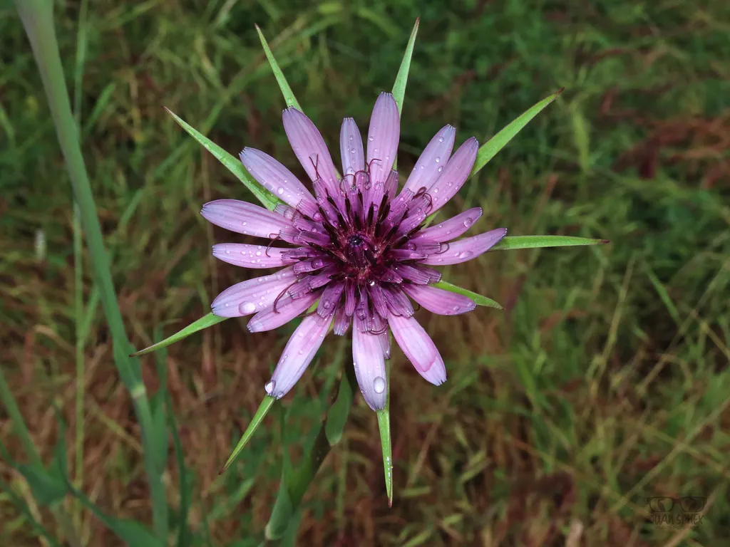 salsify seeds grown into a starry purple flower with pointed green bracts