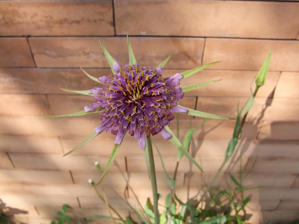 purple salsify flower opening beside a warm brick wall