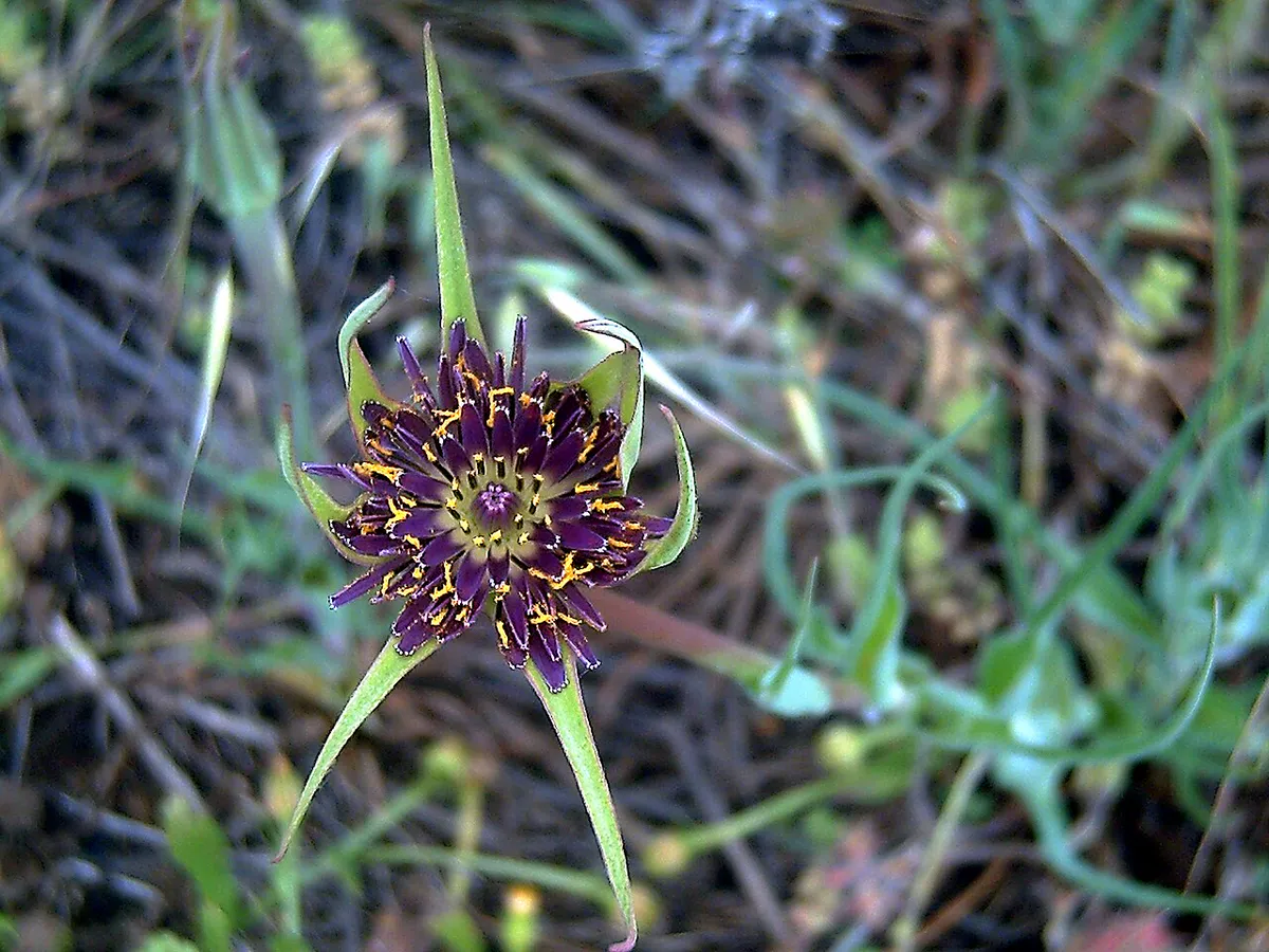 salsify bloom with dark violet florets ringed by long green bracts
