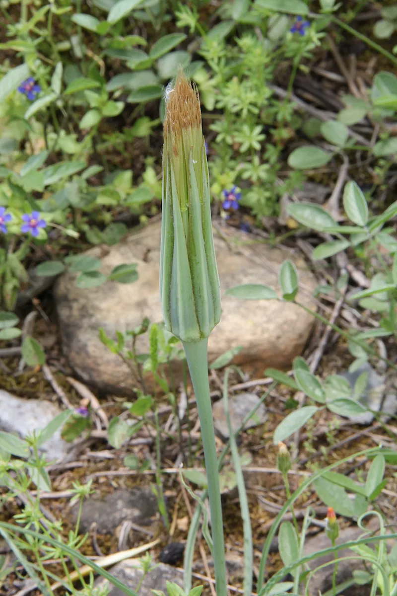 closed salsify bud standing upright like a green spear