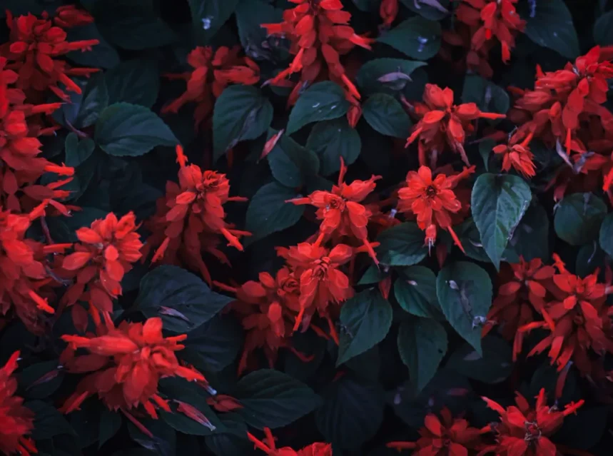 Salvia seeds — bedding salvia in full bloom, scarlet tubular flowers above dark green heart-shaped leaves