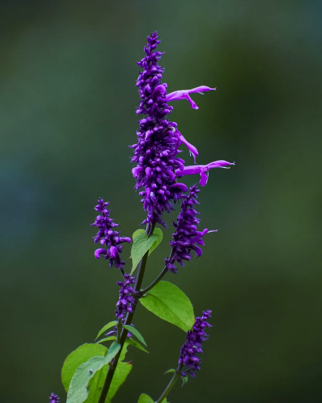 Close up of a vibrant purple salvia flower in bloom, showcasing its rich color and delicat