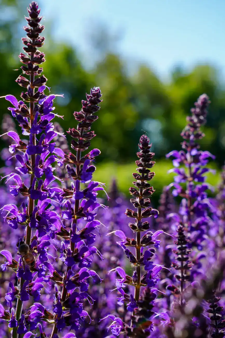 A stunning close up of purple salvia flowers in a sunny field in Germany, perfect for natu