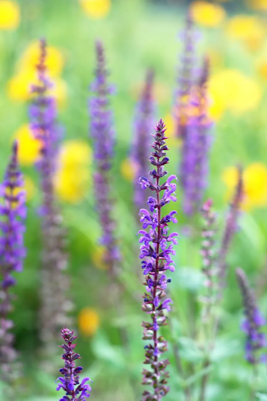 Purple salvia flowers in full bloom amidst a natural setting, showcasing vibrant colors.
