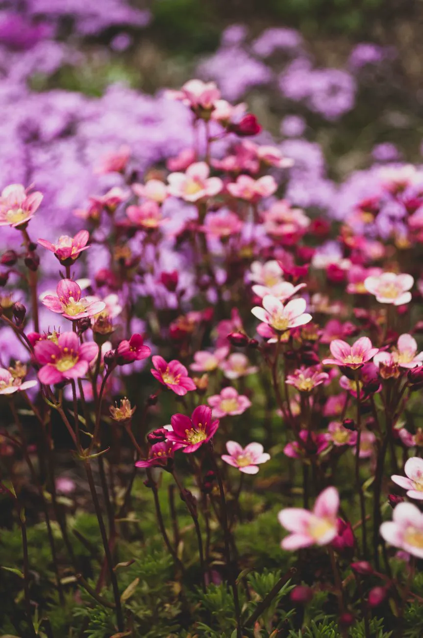 Colorful saxifraga flowers blooming in a lush garden setting