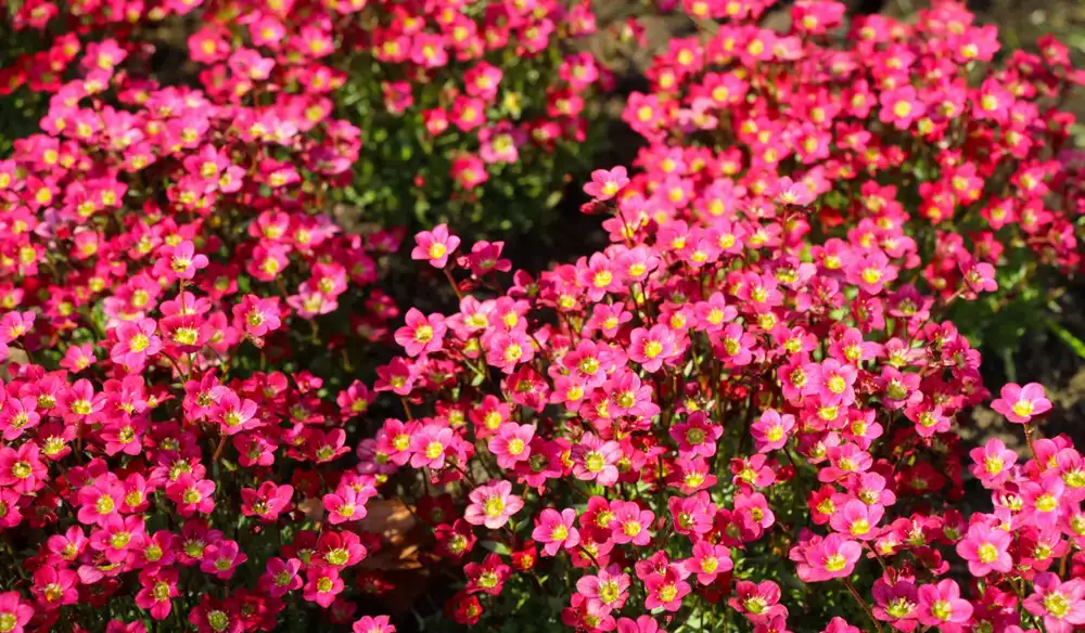 Bright pink saxifraga flowers blooming in a sunny garden during spring