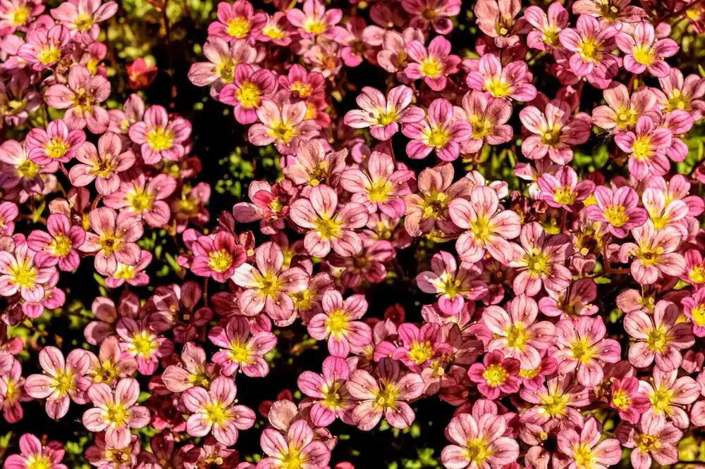 Vivid display of pink saxifraga flowers in full bloom