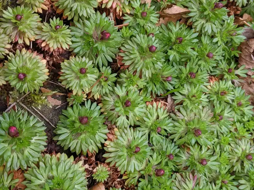 A dense mossy cushion of fine green saxifrage rosettes with emerging red flower buds