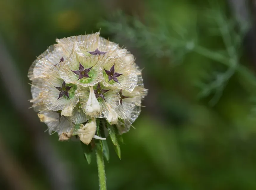 Scabiosa stellata — papery globe of starflower scabious seed pods, each disc marked with a dark star