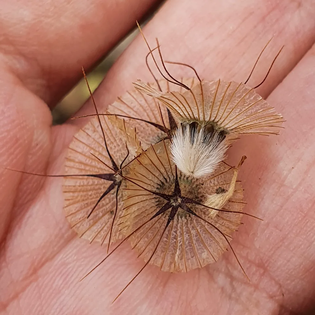 Dried drumstick seed heads of starflower scabiosa held in a hand