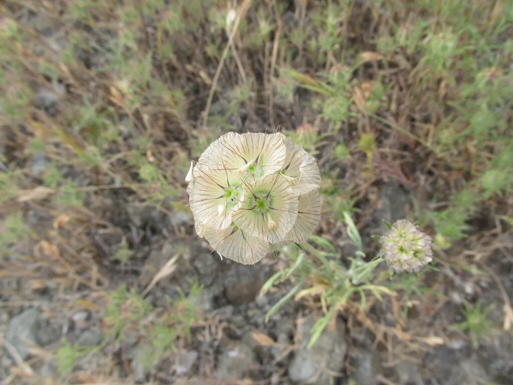 Round papery seed globe of starflower scabiosa in dry grassland