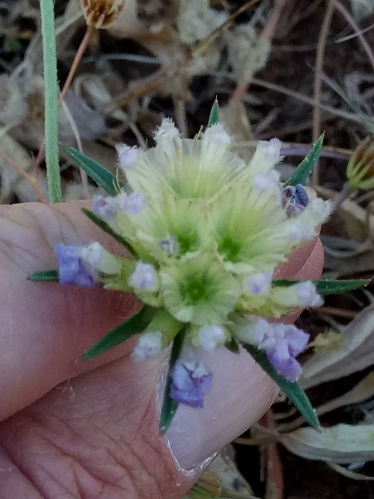 Flowering head of starflower scabiosa with pale lilac florets