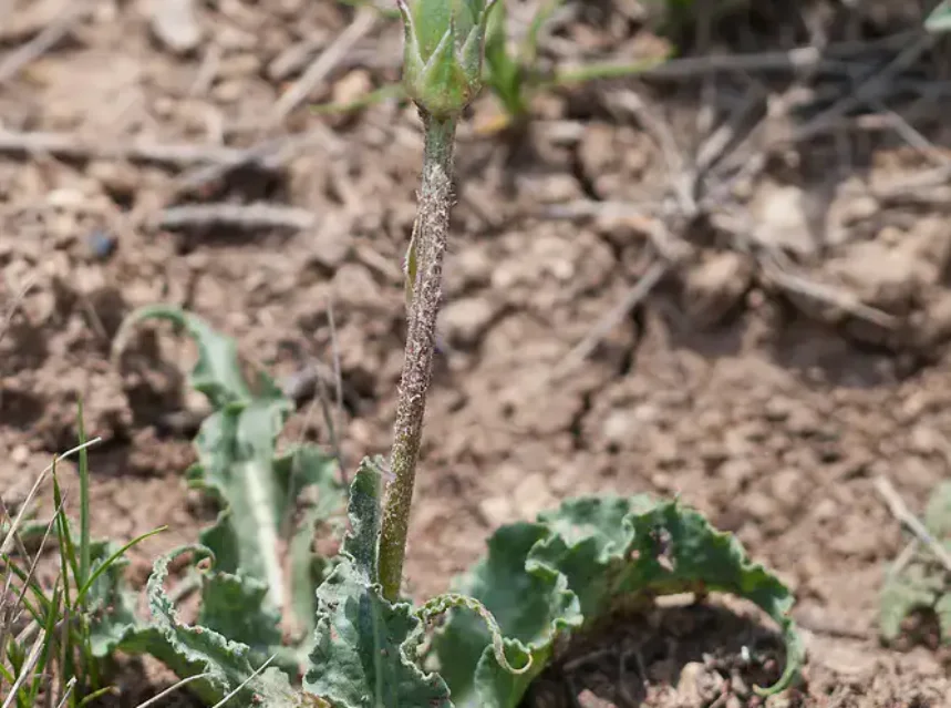 Scorzonera seeds — scorzonera in dry ground, a yellow bud opening on a stout stalk above wavy grey-green basal leaves