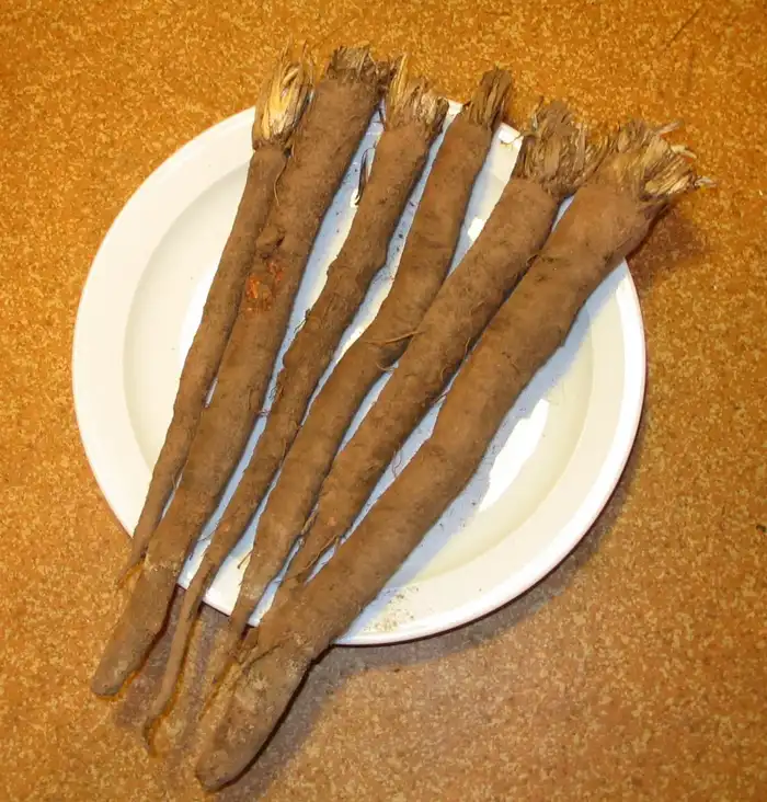 Freshly dug black salsify roots arranged on a white plate