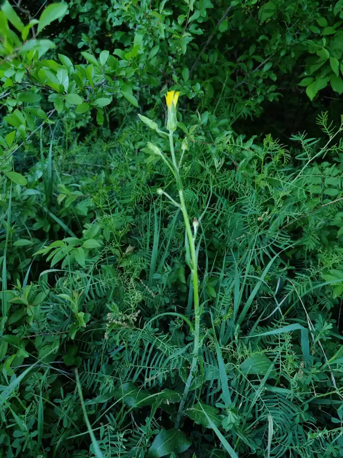 Black salsify plant in flower with a bright yellow bloom among green foliage