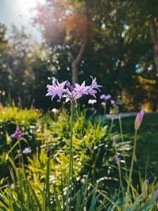 Best Society Garlic Seeds