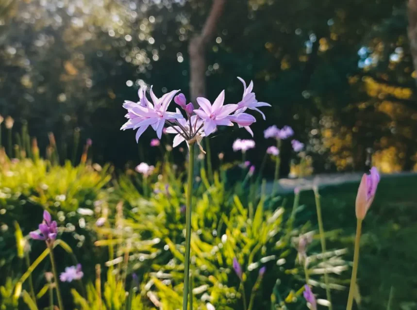 Society garlic seeds — lilac society garlic flowers on slender stems above grassy foliage in low evening sunlight