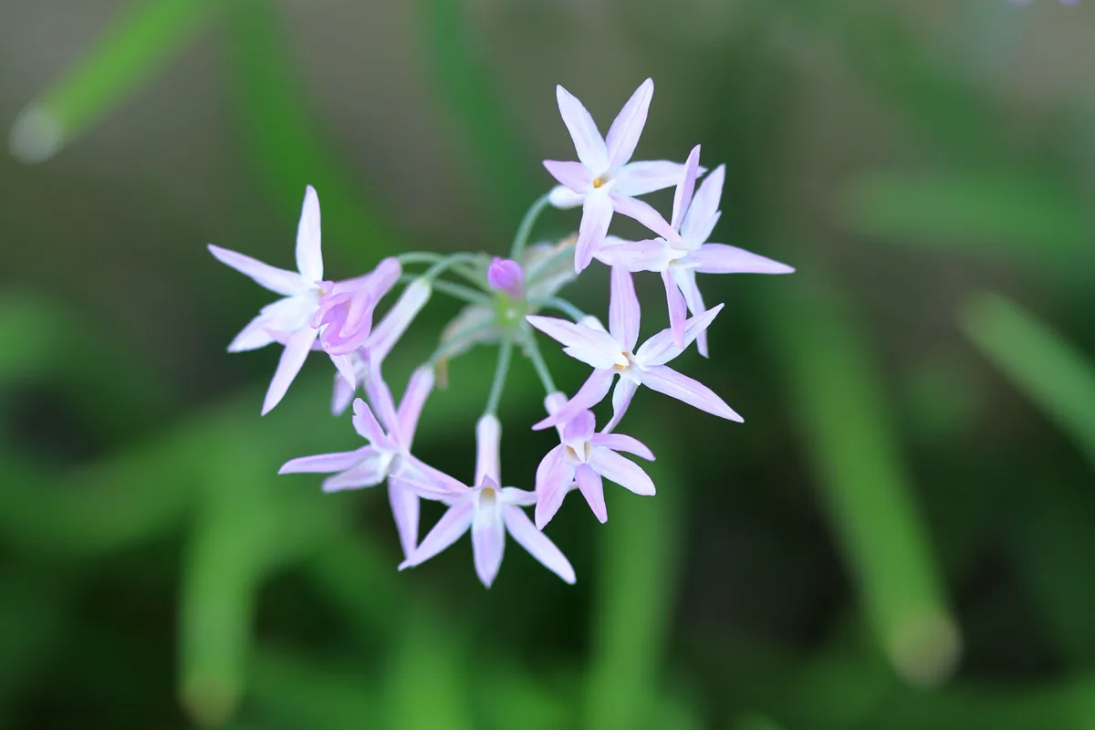 Delicate pink society garlic flowers captured in a vivid, natural setting.