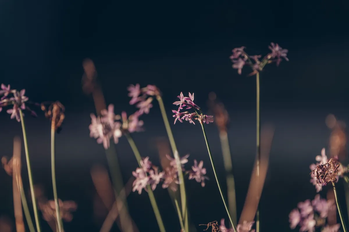 Beautiful close up of delicate society garlic blossoms in Santa Cristina, Spain.