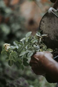 Best Soil for Roses
